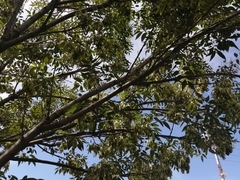 Fraxinus