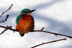 Alcedo atthis