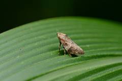 Ariptyelus auropilosus