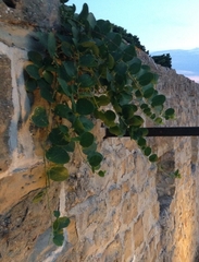 Capparis spinosa rupestris