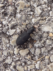 Cicindela obsoleta