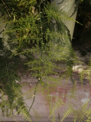 Asparagus