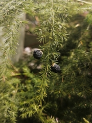 Asparagus