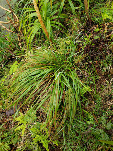 Eragrostis grandis