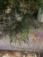 Asparagus