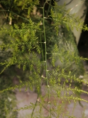 Asparagus
