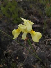 Moraea anomala