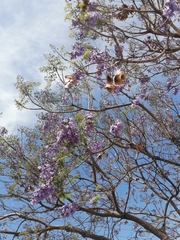 Jacaranda