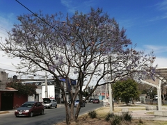 Jacaranda