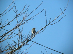 Lanius bucephalus bucephalus