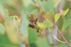 Neosparassus patellatus