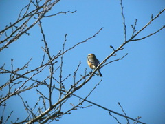 Lanius bucephalus bucephalus