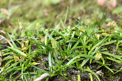 Colobanthus apetalus