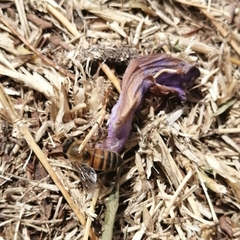 Apis mellifera