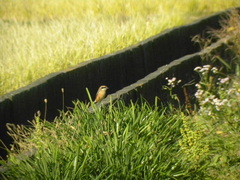 Lanius bucephalus bucephalus