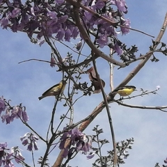 Spinus psaltria