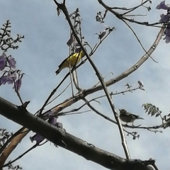 Spinus psaltria