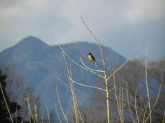 Lanius bucephalus bucephalus