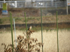 Lanius bucephalus bucephalus