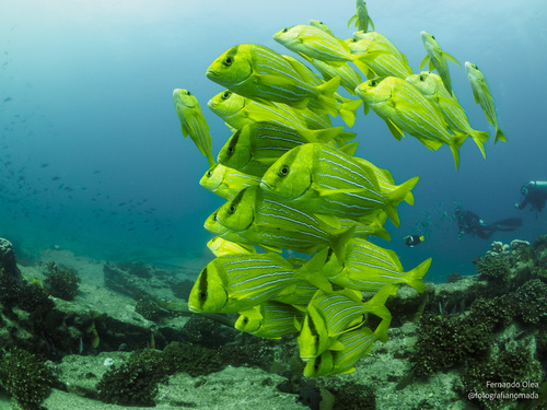 Panamic Porkfish