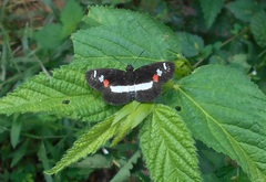 Paramimus stigma stanna