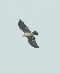 Circaetus gallicus