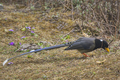 Urocissa flavirostris