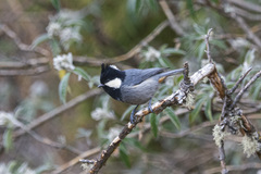 Periparus rubidiventris