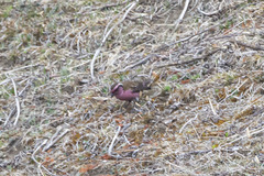 Carpodacus thura