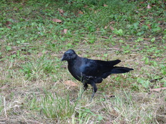 Corvus