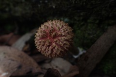 Boletellus deceptivus