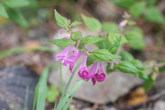 Melampyrum klebelsbergianum