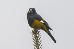 Mycerobas carnipes