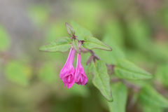Melampyrum klebelsbergianum