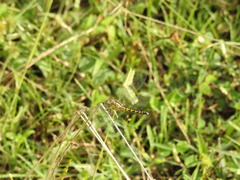 Indothemis carnatica