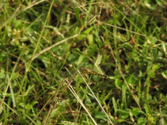 Indothemis carnatica