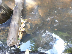 Anguilla dieffenbachii