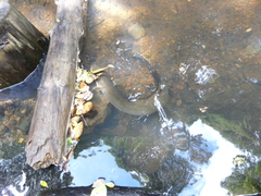 Anguilla dieffenbachii