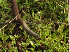 Indothemis carnatica