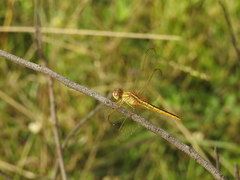 Crocothemis servilia