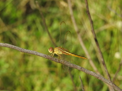Crocothemis servilia