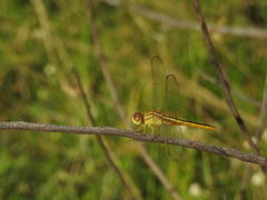 Crocothemis servilia