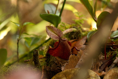 Nepenthes tentaculata