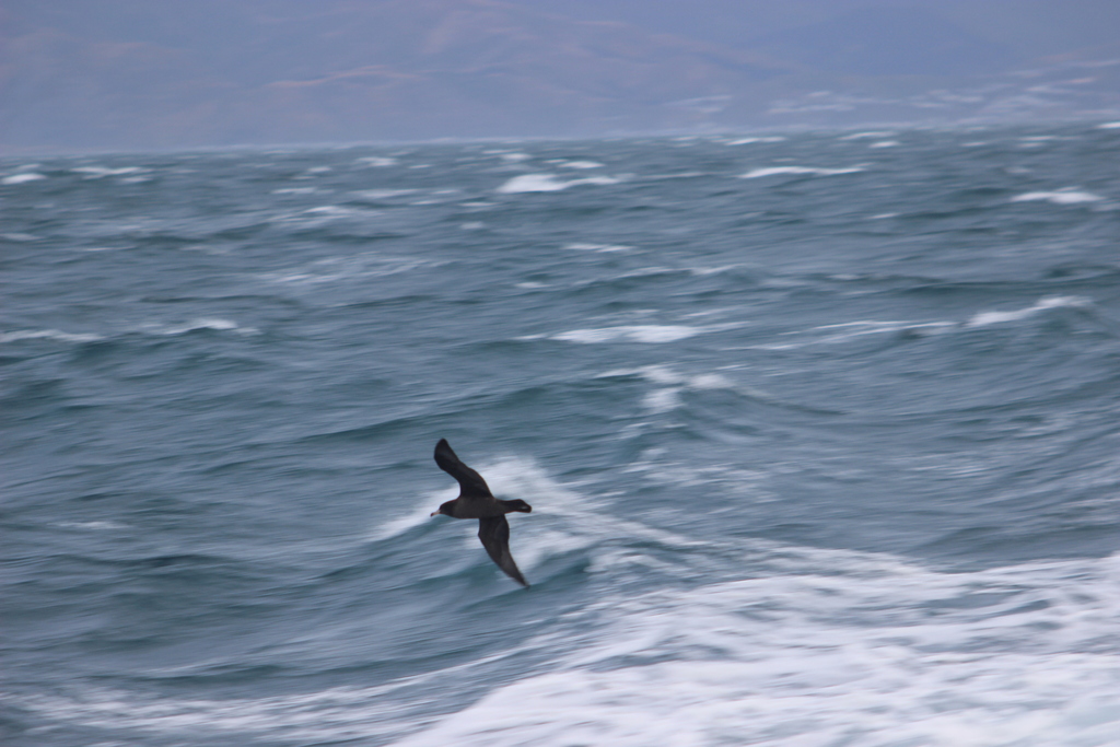Flesh-footed Shearwater