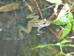 Pelophylax nigromaculatus