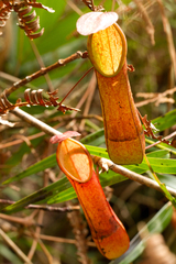 Nepenthes tentaculata