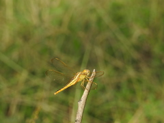 Crocothemis servilia