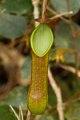 Nepenthes tentaculata