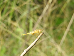 Crocothemis servilia