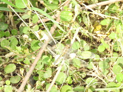 Indothemis carnatica